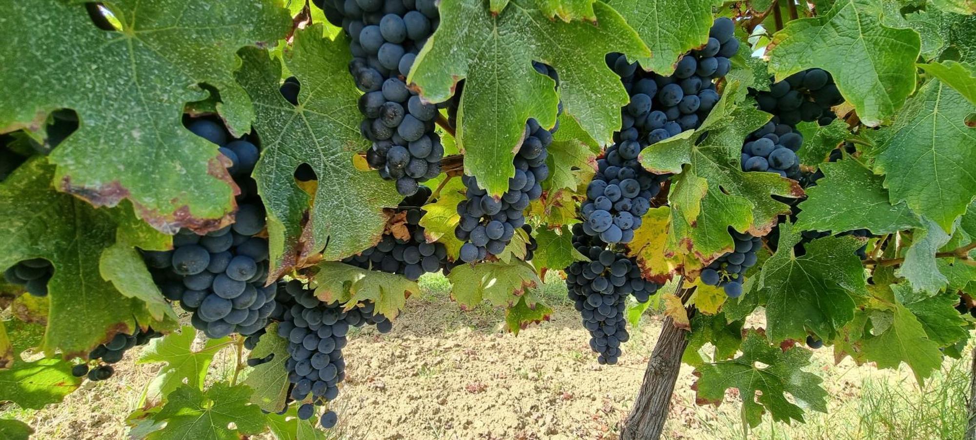 Chateau Neuf Le Desert Le Pizou Екстериор снимка
