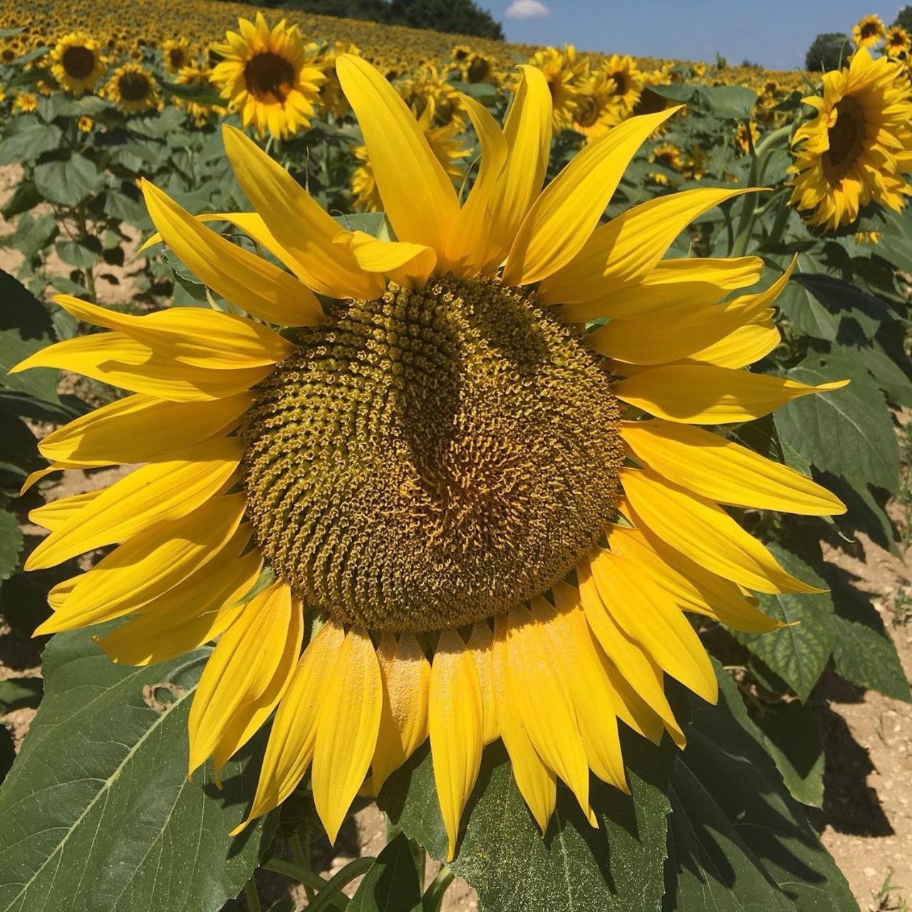 Chateau Neuf Le Desert Le Pizou Екстериор снимка